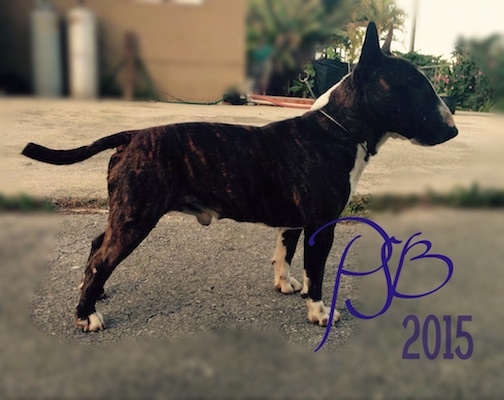 Left Profile - Hugo Boss the Miniature Bull Terrier standing in a road. 'PJB 2015' is overlayed in the bottom right corner