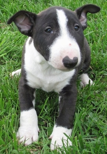 black english bull terrier