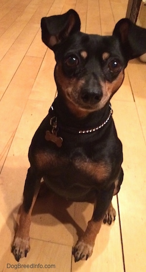 View from the front - A black and tan Miniature Pinscher is sitting on a hardwood floor.