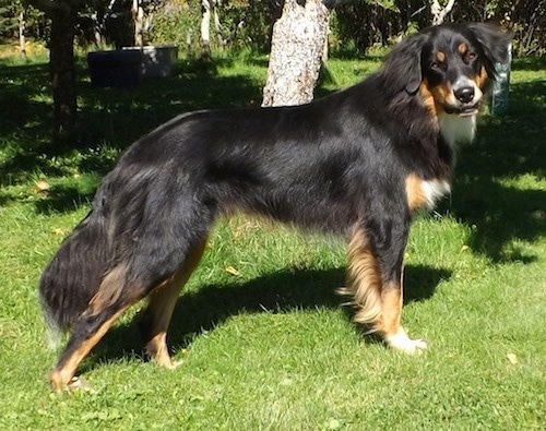 german shepherd rottweiler australian shepherd mix