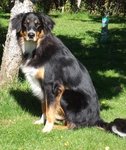 german shepherd rottweiler australian shepherd mix