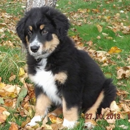 australian shepherd rottweiler mix puppies