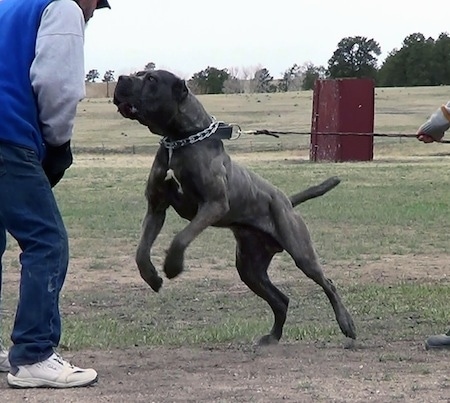 Action shot - A black with tan brindle with white Neapolitan Mastiff is being restrained by a leash and a thick collar as it jumps up at a man with a pad on his arm.
