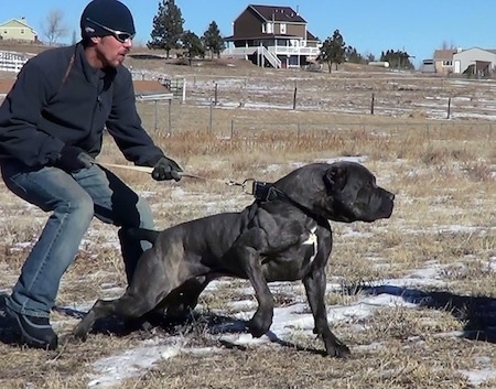 A black with tan brindle with white Neapolitan Mastiff is pulling hard on a leash that a man in blue jeans, a blue coat and hat and sunglasses is holding. They are in a field and there are patches of snow scattered about.