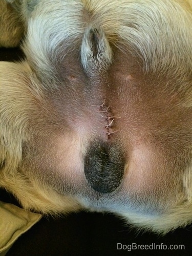 Sutures on a male dog after being neutered