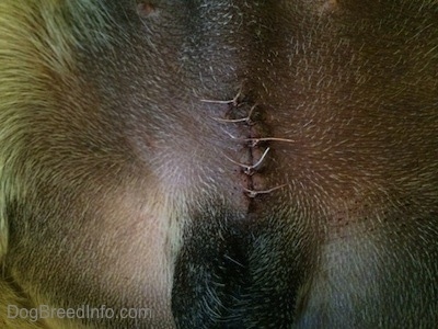 Close Up - Sutures on a male dog after being neutered