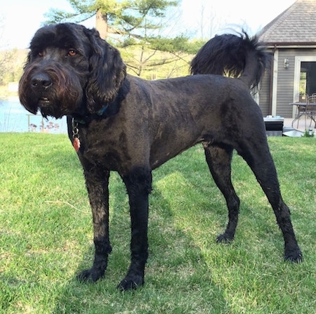 Close up - A shaved black Newfypoo is standing in grass and looking to the left. It has longer hair on its tail and ears. There is a gray house and a body of water behind it.