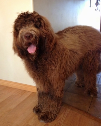 A brown wavy, long haired Newfypoo is standing in a doorway with its front paws on a brown hardwood floor and back paws on a tan tiled floor and its mouth is open and tongue is out. Its head is tilted to the left and its tongue is showing.