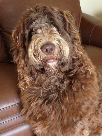 Front view upper body shot - A longhaired, wavy-coated, brown Newfypoo dog is sitting in front of a brown leather couch. The fur on his snout is lighter in color than the fur on his body. The dog's lips are brown and shiny.