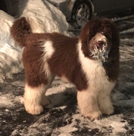 A large breed, brown and white Newfypoo dog is standing in a plowed parking lot that has snow on it. The Newfypoo has snow on its muzzle. There is deep snow next to the dog and a car behind it.