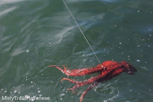 A red Pacific Octopus is attached to a cast line and it is at the surface of a body of water.