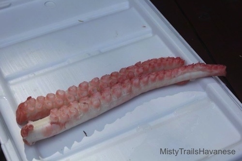 Two bare Octopus tentacles are laying across a cooler top.