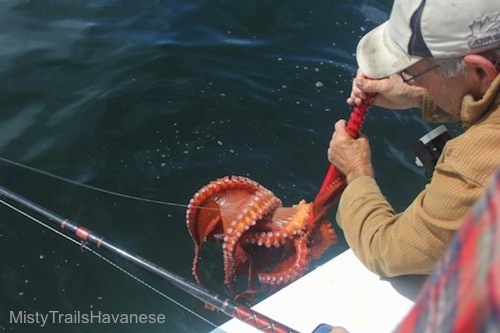 A man in a hat is holding a wooden pole, at the end of the wooden pole is a red Octopus. The man is lifting an Octopus out of a body of water.