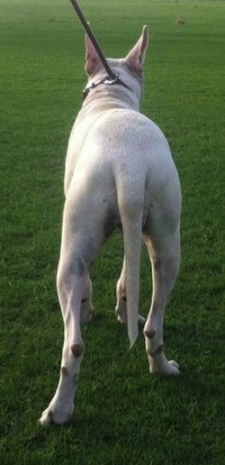 The backside of a white Pakistani Bull Terrier with its tail haning low and ears slightly pinned back.