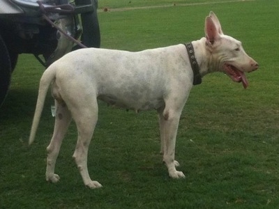 Right Profile - A panting, white Pakistani Bull Terrier is standing in grass and looking to the right.  There is a 4 wheeler in the background.