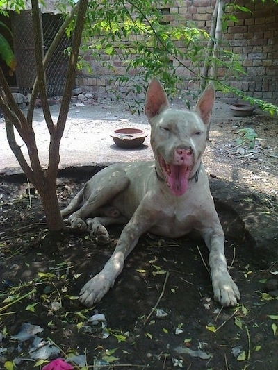 Front view - A white Pakistani Bull Terrier is laying in a flower bed under the shade of a newly planted tree. It is looking forward and it is panting. There is dirt all over it.