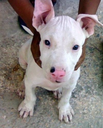 kohati bull terrier