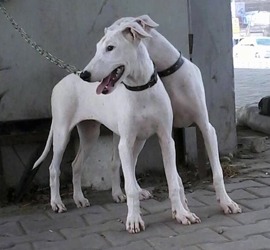 bull terrier greyhound mix