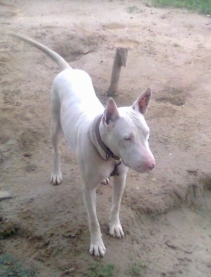 A perk-eared, white Pakistani Bull Terrier is standing in dirt and it is looking to the right. There are holes that the dog dug in front of and behind it.