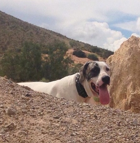 A drop-eared, white with grey Pakistani Mastiff is standing behind a mound of dirt and it is looking forward with a hill in the distance. Its mouth is open and tongue is out. 