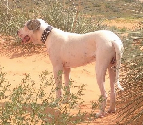 The left back side of a drop-eared, white with grey Pakistani Mastiff dog standing in a patch of sand surrounded by grass and weeds. Its mouth is open and its tongue is out. Its tail is hanging low and its wearing a thick black collar.