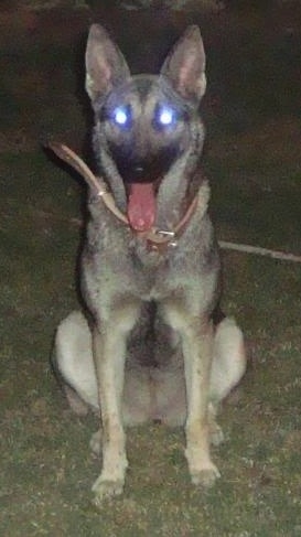 Front view - A black and tan Pakistani Shepherd Dog is sitting in grass at night looking forward. Its mouth is open and tongue is out. There is a blue glare in its eyes.