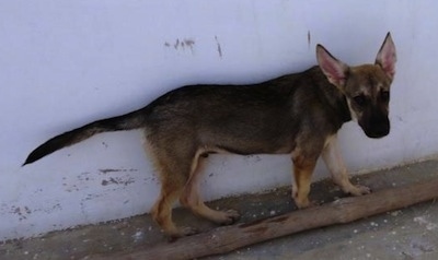 Side view - A black and tan Pakistani Shepherd Dog is walking along a white concrete wall between the wall and a small brown pole looking towards the camera.