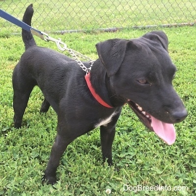 Front side view - A black with white Patterdale Terrier is wearing a red collar standing in grass looking to the right. Its mouth is open and tongue is out.
