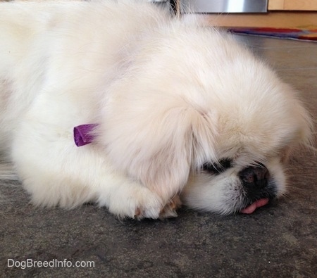 Close up upper half - A tan with white Pekingese is sleeping on a floor. Its tongue is out and is touching the floor.