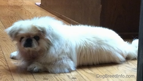 Side view - A fluffy, white Pekingese is laying across a wooden floor and it is looking forward.