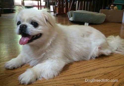 The right side of a happy-looking, white Pekingese laying on a hardwood floor and it is looking to the left. Its mouth is open and tongue is out.
