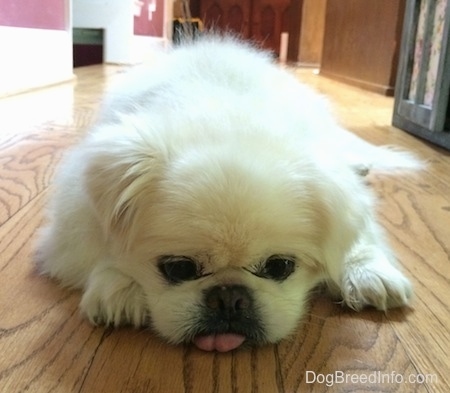 Front view - A white Pekingese is laying down on a hardwood floor. Its tongue is out and it is touching the floor.