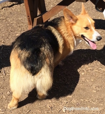 The backside of a panting, short-legged, perk-eared, tan with black and white Pembroke Corgi dog that is standing on dirt and wood chips.