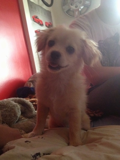 Front view - A happy looking tan with white Pin-Tzu puppy is sitting on a human's bed with its head tilted to the right and its tongue showing. There is a male person sitting behind it and car hubcaps and posters hanging on the walls behind it.