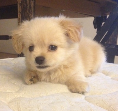 Close up front side view - A fuzzy, white and tan Pin-Tzu puppy laying on a human's bed on top of the bare mattress looking forward.