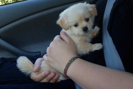 Side view - A white and tan Pin-Tzu puppy is laying against the lap of a person in a black shirt and blue seat belt on with its front paws on their belly sitting in the passenger seat of a vehicle. The person has a colorful bracelet on.