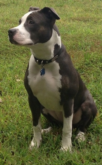 white terrier pitbull