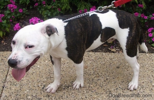 black and white pit puppy