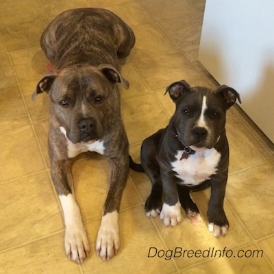 brindle bully pitbulls