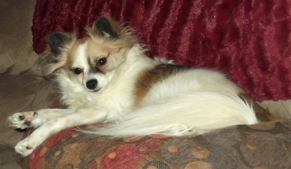 Side view - a white with brown Pomchi that is laying on a couch and it is looking forward.