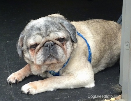 Close up - A wrinkly faced graying tan with black Pug is laying in front of an open door and it is looking forward. It has a round head and extra skin.