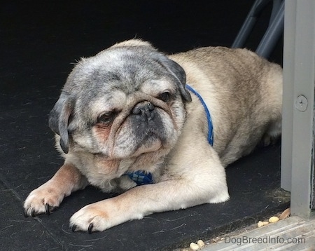 Close up - A wrinkly faced graying tan with black Pug is laying in front of an open door and it is looking to the right.