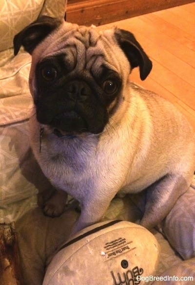 Front side view - A tan with black Pug is sitting on a dog bed and it is looking up. There is a football in front of it. It has a round wrinkly head.