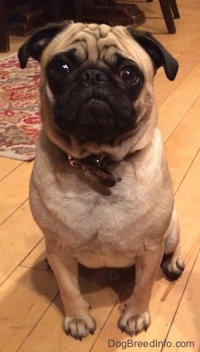 curly haired pug