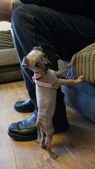 Side view - A small-breed, mostly hairless, tan with black Pugese dog is wearing a pink harness standing on a hardwood floor jumped up with its front paws on the side of a couch next to a sitting person who is wearing blue jeans and looking over at the camera. It has wiry lookng hair on its head the tip of its tail and on its paws.
