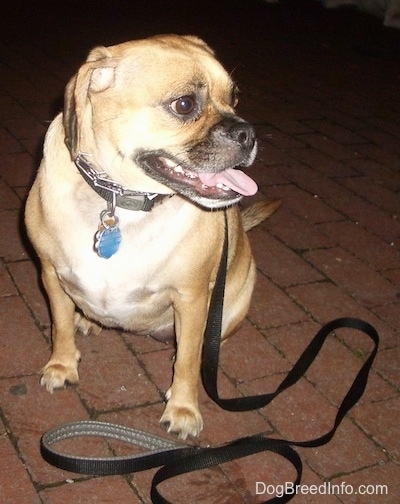 Front view - A tan with white Puggle is sitting on a brick surface. It is panting and it is looking to the right.