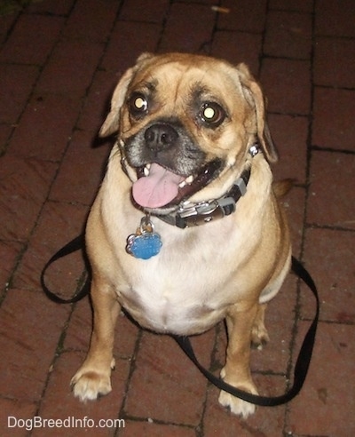 Front view - A tan with white Puggle is sitting on a brick surface. It is panting and it is looking up. There is a black leash attached to its black collar. It has big round eyes.