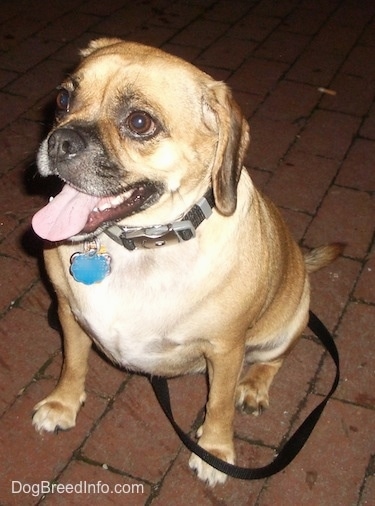 Front view - A tan with white Puggle is sitting on a brick surface at night. It is panting, it is looking up and to the left.