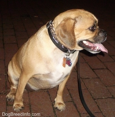 A tan with white Puggle is sitting on a brick surface at night. Its mouth is open, tongue is out and it is looking to the right.