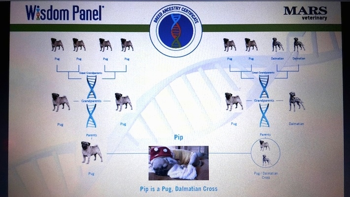The DNA test results of a Pugmatian dog showing the dog is all Pug on one parents side and Pug mixed with Dalmatian for the other parent.